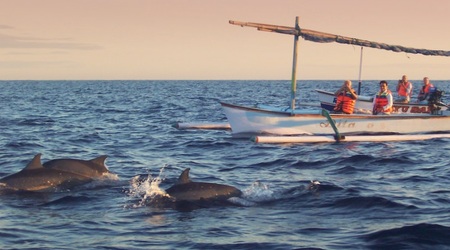 Delfiny! – Lovina, Indonezja