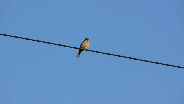 Ptaszek na gałęźi / kablu 1