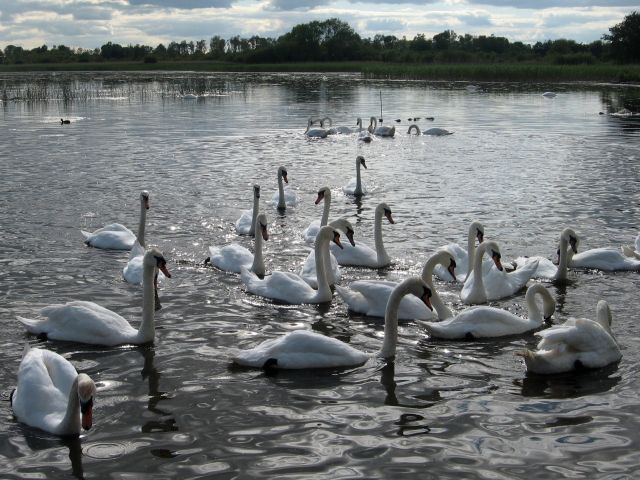 Lough Ennell - Mullingar