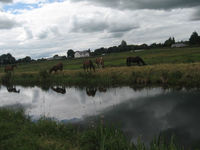 Royal Canel - Mullingar