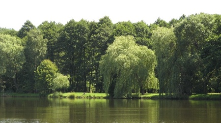 staw – Radziejowice, Polska