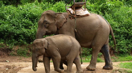 Ksiega Dzungli – Chiang Mai, Tajlandia