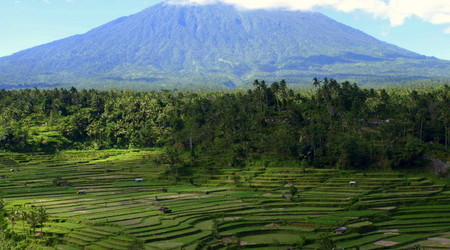 pola ryzowe – Bali, Indonezja