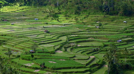 pola ryzowe – Bali, Indonezja