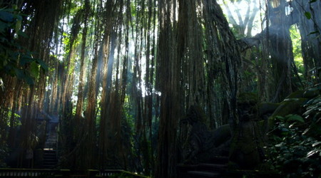 okolice ubud – Bali, Indonezja