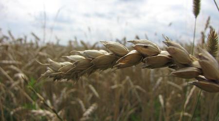 Żboże – Chęciny, Polska