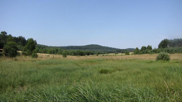 Grząby Bolmińskie