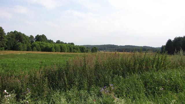 Łąka