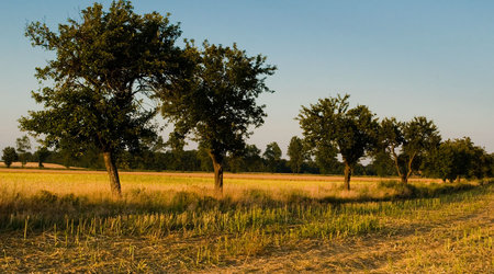 Drzewa pola łąki – Polska