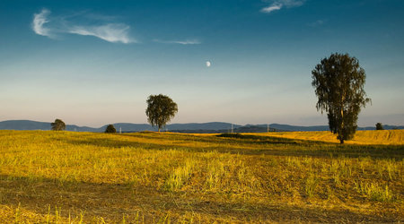 Drzewa pola łąki – Polska