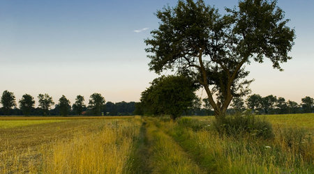 Drzewa pola łąki – Polska