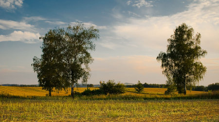 Drzewa pola łąki – Polska