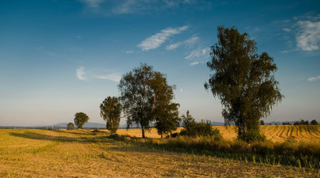 Drzewa pola łąki – Polska