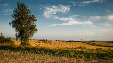 Drzewa pola łąki – Polska