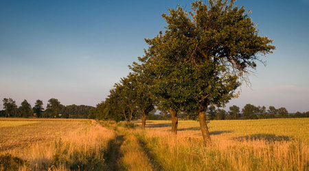 Drzewa pola łąki – Polska