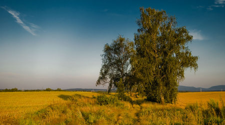 Drzewa pola łąki – Polska