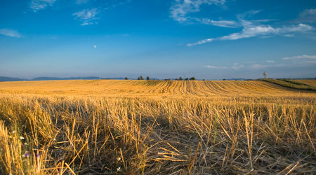 Drzewa pola łąki – Polska