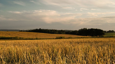 Drzewa pola łąki – Polska