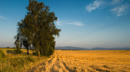Drzewa pola łąki – Polska