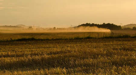 Drzewa pola łąki – Polska