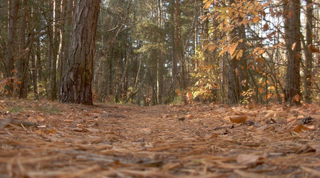 Dscn7840 – Puszcza Kampinoska, Polska
