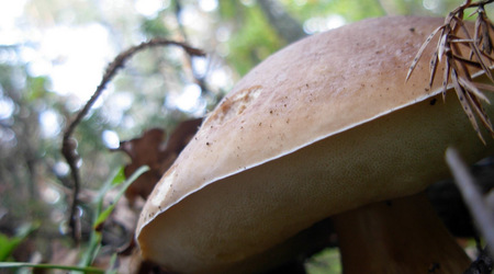 Dscn2063 – Puszcza Kampinoska, Polska