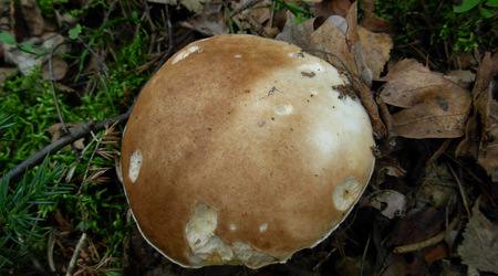 Dscn2066 – Puszcza Kampinoska, Polska