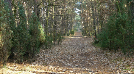 Dscn2126 – Puszcza Kampinoska, Polska