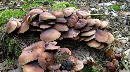 Dscn2070 – Puszcza Kampinoska, Polska
