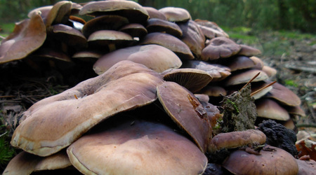 Dscn2072 – Puszcza Kampinoska, Polska