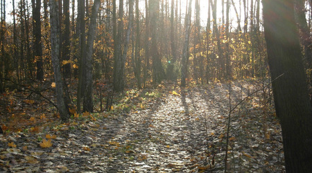 Dscn2146 – Puszcza Kampinoska, Polska