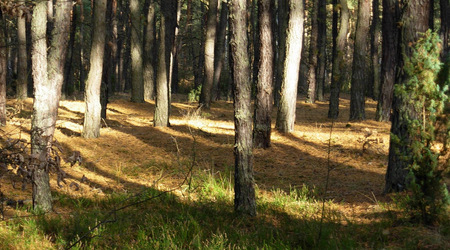 Dscn2129 – Puszcza Kampinoska, Polska