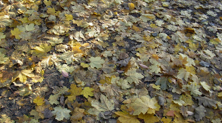 Dscn2134 – Puszcza Kampinoska, Polska
