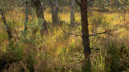 Dscn7784 – Puszcza Kampinoska, Polska
