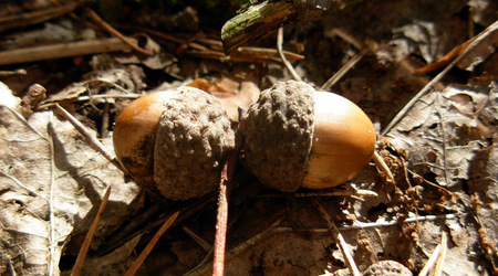 Dscn7762 – Puszcza Kampinoska, Polska