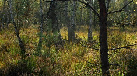 Dscn7783 – Puszcza Kampinoska, Polska