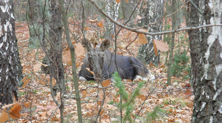 Dscn7852 – Puszcza Kampinoska, Polska