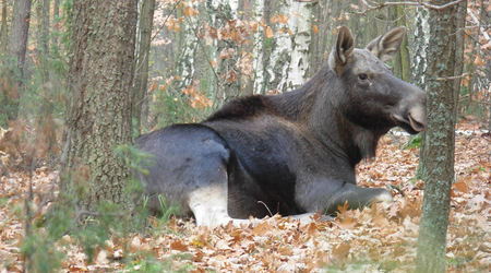 Dscn7851 – Puszcza Kampinoska, Polska