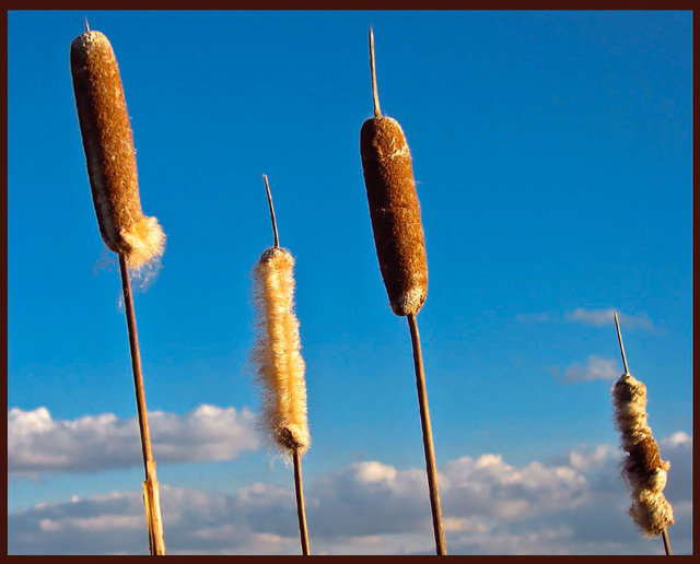 W świetle zachodzącego słońca 