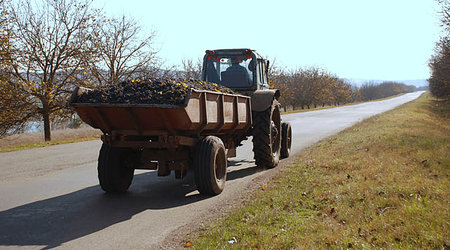 Gagauzja - winogrona – Leova, Mołdawia