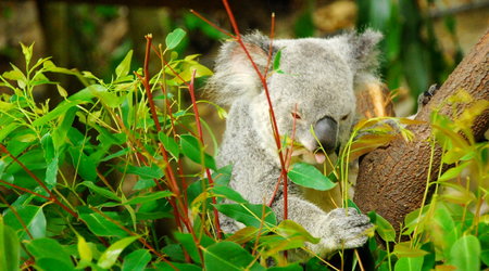koala wciaga liscie aukaliptusa – Cairns, Australia