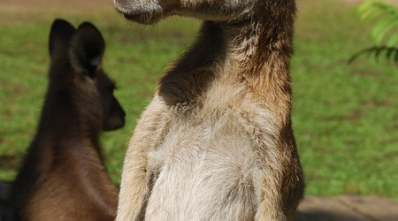 kangury w parku w Kurandzie – Cairns, Australia