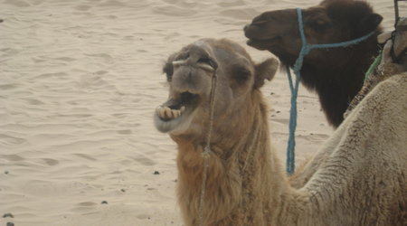 Sahara-usmiech dromadera – Tunezja