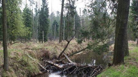 Puszcza Dulowska – Dulowa, Polska