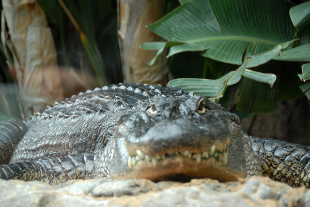 Teneryfa