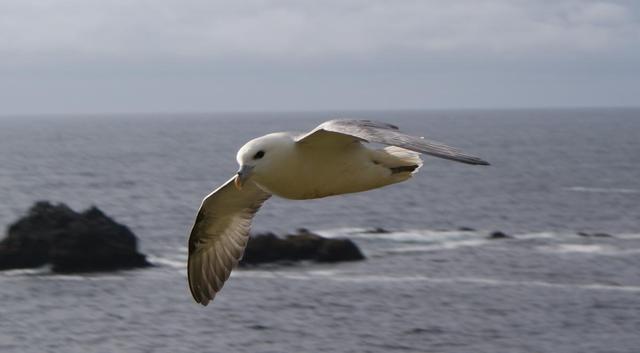 Fulmar