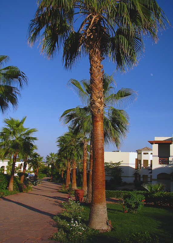 Egipt Sharm El Sheikh - Hotel Shores Aloha