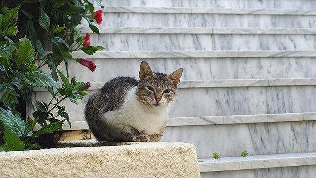 Agia Pelagia Kreta kreteńśki kot