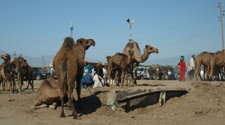 Tolkuchka bazar – Ashgabat, Turkmenistan