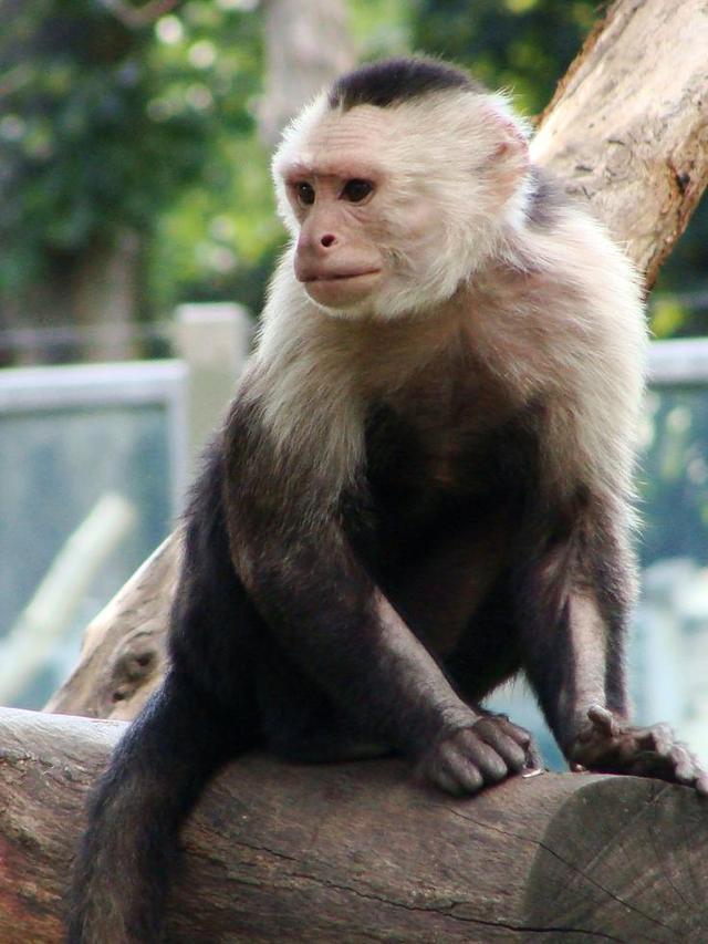 Zoo1